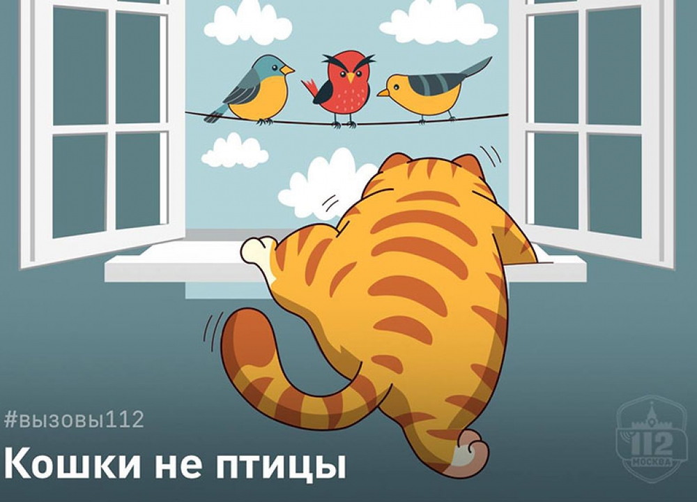 Кошки – не птицы