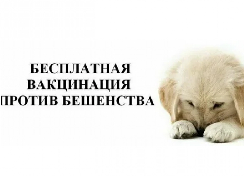 Вакцинация домашних питомцев от бешенства