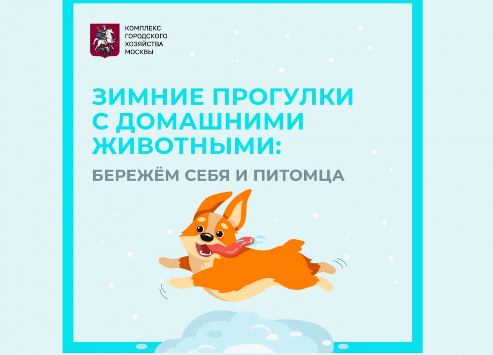 Зимние прогулки с питомцами