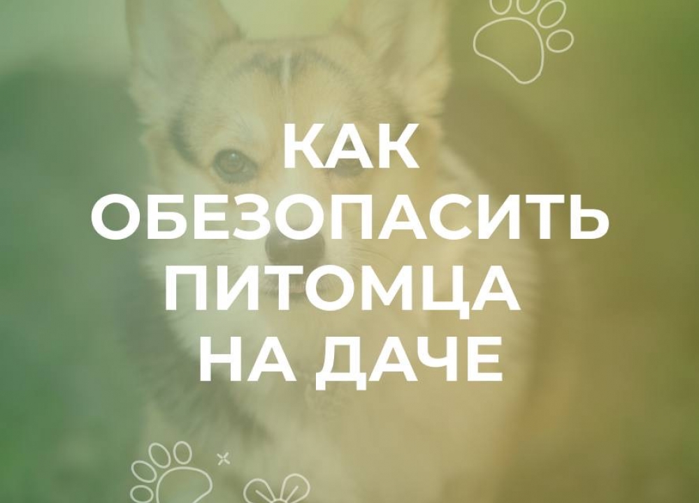 Забота о питомцах