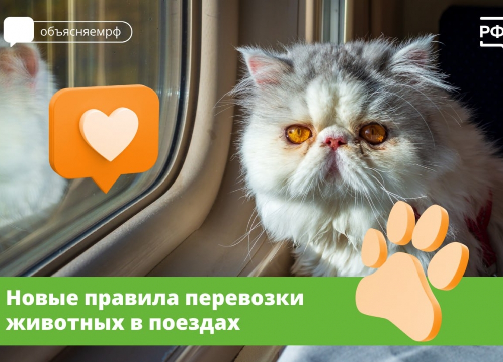 Правила провоза животных