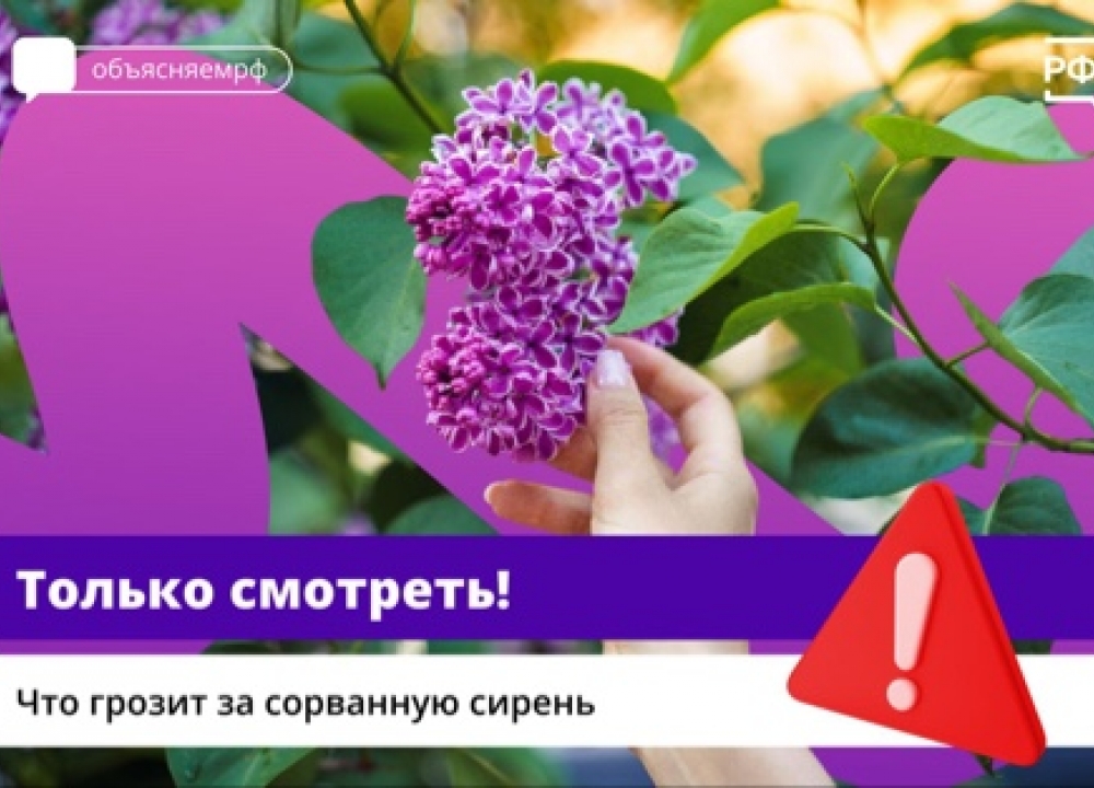 Сирень в парках: можно ли ее рвать