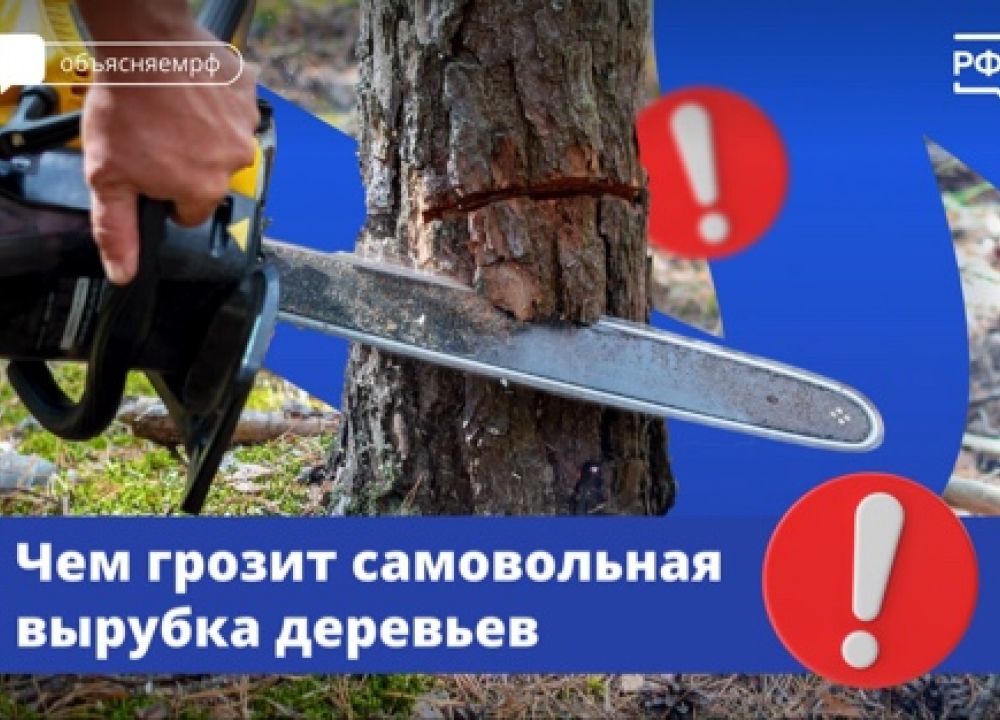 Самовольная вырубка деревьев