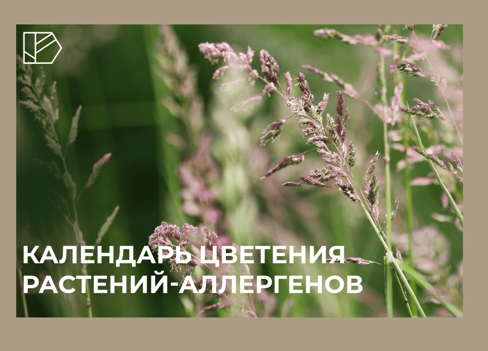 Летний сезон цветения растений-аллергенов