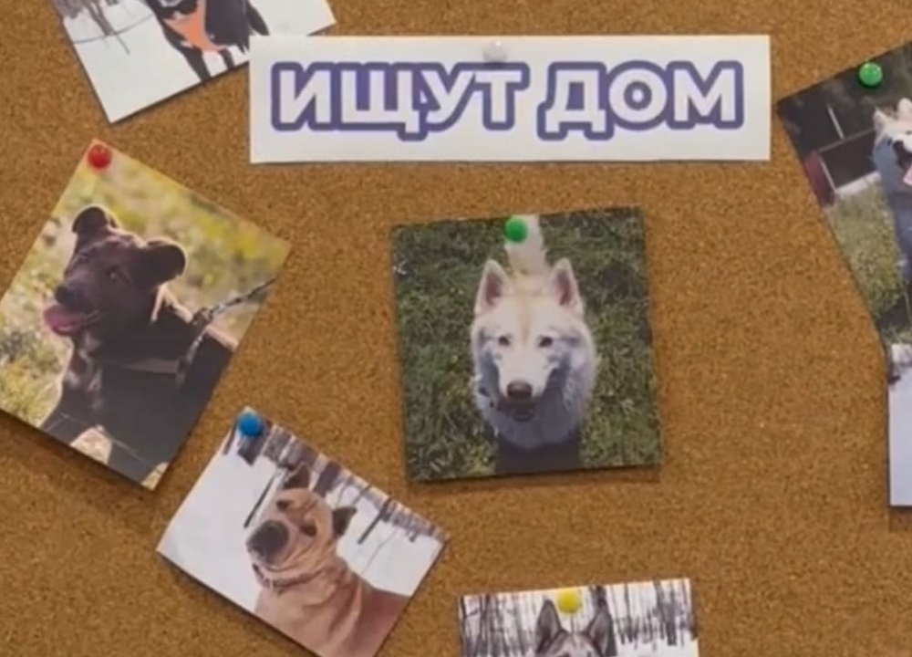 Проект «Зоогастроли»