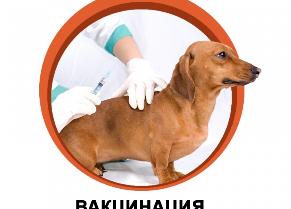 Бесплатная вакцинация животных