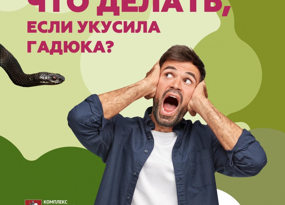 Что нужно делать при укусе гадюки?