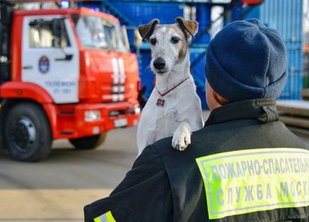 Бесценные специалисты: как работают собаки московских аварийно-спасательных отрядов